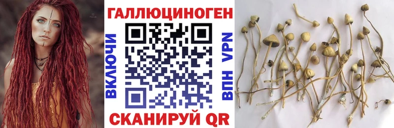 Псилоцибиновые грибы GOLDEN TEACHER Купино